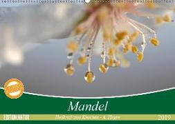 Mandel - Heilkraft zum Knacken (Wandkalender 2019 DIN A2 quer)