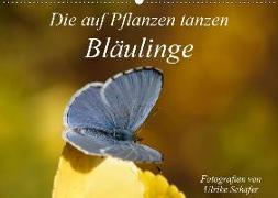 Die auf Pflanzen tanzen: Bläulinge (Wandkalender 2019 DIN A2 quer)