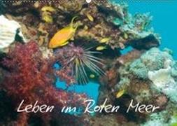 Leben im Roten Meer (Wandkalender 2019 DIN A2 quer)