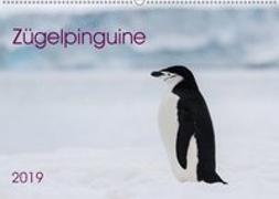 Zügelpinguine (Wandkalender 2019 DIN A2 quer)