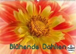 Blühende Dahlien (Wandkalender 2019 DIN A2 quer)