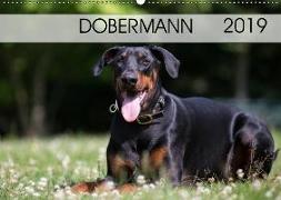 Dobermann 2019 (Wandkalender 2019 DIN A2 quer)