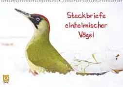 Steckbriefe einheimischer Vögel (Wandkalender 2019 DIN A2 quer)