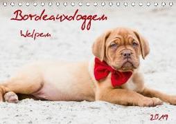 Bordeauxdoggen Welpen (Tischkalender 2019 DIN A5 quer)