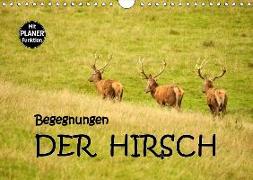 Begegnungen. DER HIRSCH (Wandkalender 2019 DIN A4 quer)