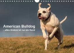 American Bulldog - alles Andere ist nur ein Hund (Wandkalender 2019 DIN A4 quer)