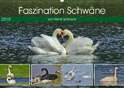 Faszination Schwäne (Wandkalender 2019 DIN A2 quer)