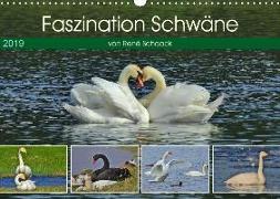 Faszination Schwäne (Wandkalender 2019 DIN A3 quer)