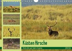 Küsten Hirsche - Rotwild auf dem Darss (Wandkalender 2019 DIN A4 quer)