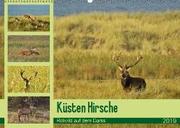 Küsten Hirsche - Rotwild auf dem Darss (Wandkalender 2019 DIN A2 quer)