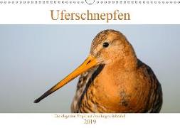 Uferschnepfen - Die eleganten Vögel mit dem langen Schnabel (Wandkalender 2019 DIN A3 quer)
