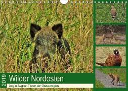Wilder Nordosten - Aug in Aug mit Tieren der Ostseeregion (Wandkalender 2019 DIN A4 quer)