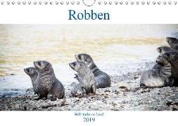 Robben - Halbstarke an Land (Wandkalender 2019 DIN A4 quer)