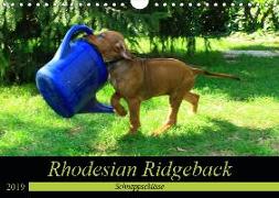 Rhodesian Ridgeback - Schnappschüsse - (Wandkalender 2019 DIN A4 quer)