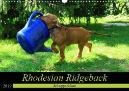 Rhodesian Ridgeback - Schnappschüsse - (Wandkalender 2019 DIN A3 quer)