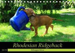 Rhodesian Ridgeback - Schnappschüsse - (Tischkalender 2019 DIN A5 quer)
