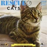 Rescue Cats 2019