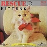 Rescue Kittens 2019