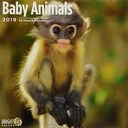 Baby Animals 2019