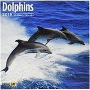 Dolphins 2019