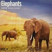 Elephants 2019