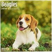 Beagles 2019