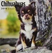 Chihuahuas 2019