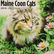 Maine Coon Cats 2019