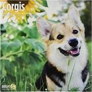 Corgi 2019