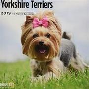 Yorkshire Terrier 2019