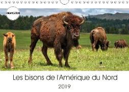 Les bisons de l'Amérique du Nord (Calendrier mural 2019 DIN A4 horizontal)