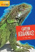 Green Iguanas