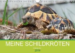 Meine Schildkröten (Wandkalender 2019 DIN A4 quer)