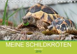 Meine Schildkröten (Tischkalender 2019 DIN A5 quer)