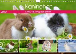 Kaninchen. Putzig, flauschig und geliebt (Wandkalender 2019 DIN A4 quer)