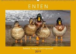 Enten. Beliebt, hübsch und imposant (Wandkalender 2019 DIN A2 quer)