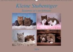 Kleine Stubenstiger (Wandkalender 2019 DIN A2 quer)