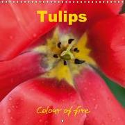 Tulips colour of fire (Wall Calendar 2019 300 × 300 mm Square)