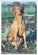 Magyar Vizsla (Wandkalender 2019 DIN A4 hoch)