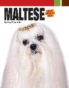 Maltese