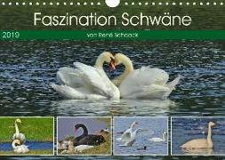 Faszination Schwäne (Wandkalender 2019 DIN A4 quer)