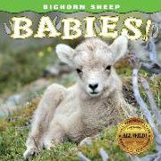 Bighorn Sheep Babies