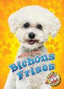 Bichons Frises