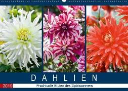 Dahlien - Prachtvolle Blüten des Spätsommers (Wandkalender 2019 DIN A2 quer)