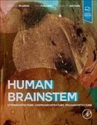 Human Brainstem