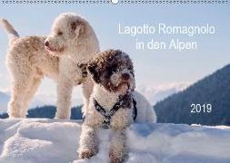 Lagotto Romagnolo in den Alpen 2019 (Wandkalender 2019 DIN A2 quer)