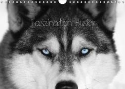 Faszination Husky (Wandkalender 2019 DIN A4 quer)
