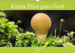 Kleine Pilze ganz Groß (Wandkalender 2019 DIN A3 quer)