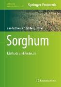 Sorghum