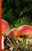 Made in the Highlands Journal: Series of Fly Agaric Mushrooms Notebook with Journaling Pages, Dot Grid and Squared Paper Pages